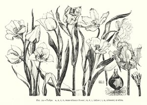 Túlipas; mesma flor carmesim; amarelo; carmesim; branco (gravura) de English School