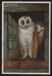 Duas corujas a olhar para fora de uma porta (cromolitho) de English School