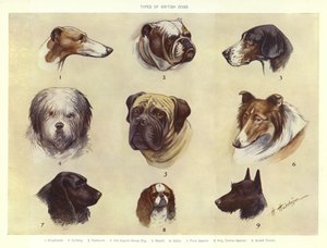 Tipos de cães britânicos