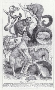 Tipos de marsupiais (litho) de English School