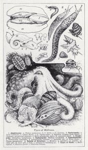 Tipos de molusca (litho) de English School