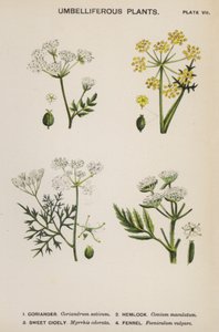 Plantas Umbelíferas (lito colorido) de English School