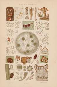 Ao microscópio: Fungos, algas, líquenes, etc. (litografia a cores) de English School