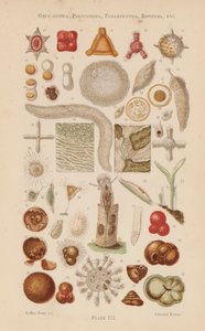 Ao microscópio: Gregarinida, Polycystina, Foraminifera, Rotifera, etc (litografia a cores) de English School