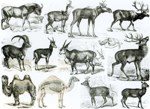 Ungalata ou animais com cascos de English School