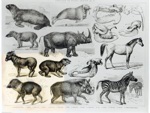 Ungulata ou animais com cascos de English School