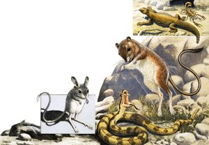 Montagem de animais não identificados com jerboa, cobra e escorpião de English School