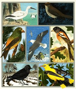 Montagem de aves não identificado de English School