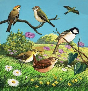 Montagem de aves não identificadas