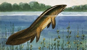 Peixe não identificado de English School