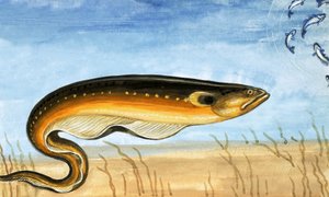 Peixe não identificado de English School
