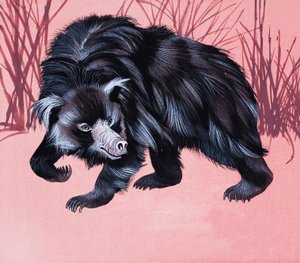 Animal peludo não identificado de English School
