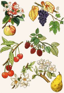 Montagem não identificada de frutas e bagas de English School