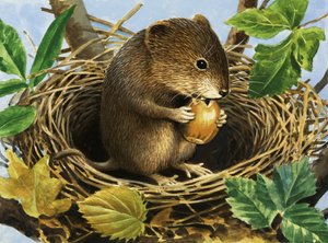 Rato não identificado comendo bolota no ninho de English School