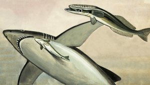 Tubarão e peixe não identificados de English School