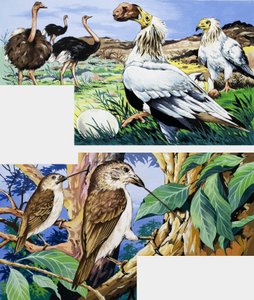 Hábitos alimentares incomuns de aves de English School