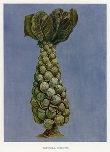 Guia do Produtor de Vegetais: Couves-de-bruxelas (litografia a cores) de English School