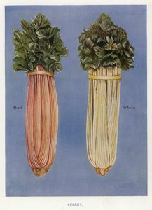 Guia do Cultivador de Vegetais: Aipo (cor litho) de English School