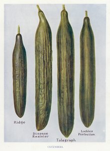 Guia do Cultivador de Vegetais: Pepinos (cor litho) de English School
