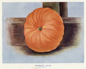 Guia do Cultivador de Vegetais: Cabaça Mamute, ou Abóbora (cor litho) de English School