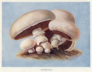 Guia do Cultivador de Vegetais: Cogumelos (cor litho) de English School