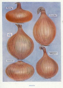 Guia do Cultivador de Vegetais: Cebolas (cor litho) de English School