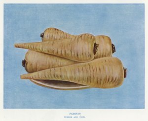 Guia do Produtor de Vegetais: Pastinaca, tenra e verdadeira (litografia a cores) de English School