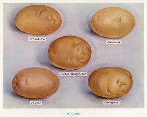 Guia do Cultivador de Vegetais: Batatas (cor litho) de English School