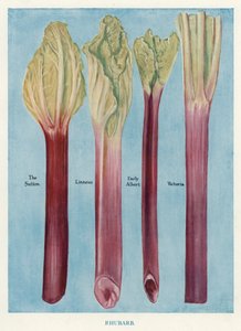 Guia do Cultivador de Vegetais: Ruibarbo (cor litho) de English School