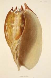 Veluta Georgina, de The Mollusca e Radiata, pub. 1833 (gravura colorida à mão) de English School