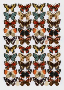 Sucata vitoriana (chromolitho) de English School