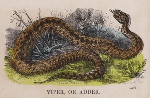 Viper ou víbora de English School