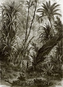 Floresta virgem em Kar-Nikobar (Oceano Índico) de English School