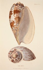 Voluta Miltonis, pub. 1833 gravura colorida à mão. de English School