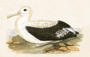 Albatross errante, ilustração de &39;Uma história das aves da Europa não observada nas ilhas britânicas&39; por Charles Robert Bree (1811-86), publicado em 1867