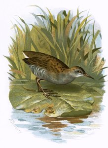 Water-Rail