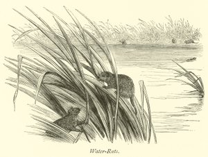 Ratos-Água de English School