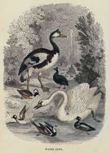 Aves aquáticas (gravura) de English School