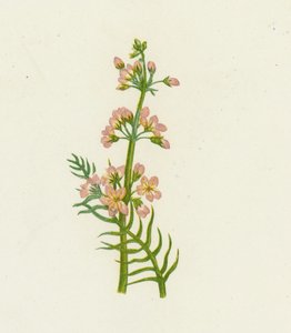 Água Violeta, Hottonia Palustris de English School