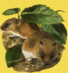 Voles de Água de English School