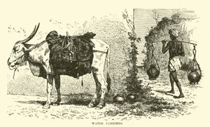 Transportadores de água de English School