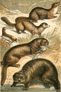 Weasel, Sable, Marten, Lontra e Lontra Marinha de English School