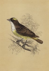 Weaver Bird (cor litho) de English School