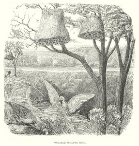 Pássaros tecelões (gravura) de English School