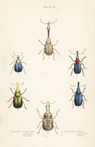 Gorgulhos: Attelabus longicollis 1, Attelabus gemmatus 2, Attelabus ruficollis 3, Byctiscus populi 4, Rhycnhites pubescens 5, e Rhynchites collaris 6 de English School