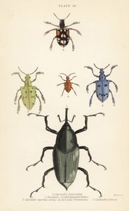 Gorgulhos e escaravelhos: Curculio latreillii 1, Curculio sexdecempunctatus 2, Trichaptus mutillarius 3, Pissodes castaneus 4 e Calandra heros 5 de English School