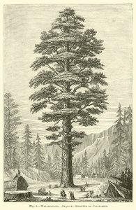 Wellingtonia (Sequoia) Gigantea da Califórnia de English School