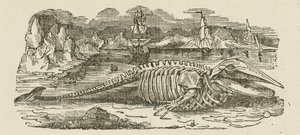 Esqueleto de Baleia (gravura) de English School