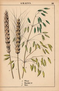 Trigo, trigo barbudo e aveia.  , de "The Instructive Picturebook, or Lessons from the Vegetable World", [Charlotte Mary Yonge], Edimburgo de English School