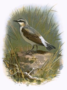 Wheatear